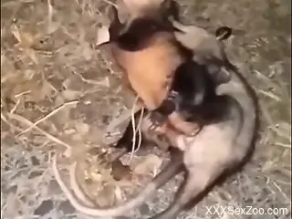 Pair of opossums fuck and the man filming gets aroused