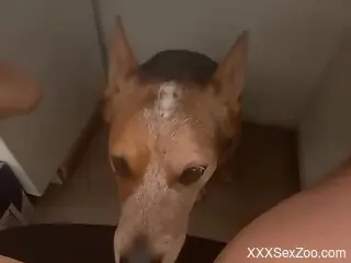 Dog makes horny woman moan a lot during her home solo