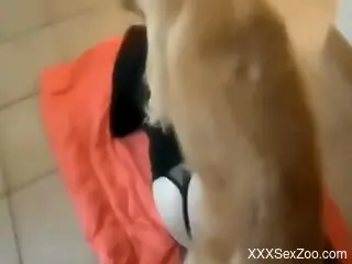 Needy redhead plays with the dog's dick in very sexy rounds
