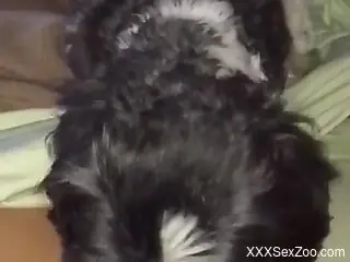 Little dog makes horny woman feel excellent by licking her cunt