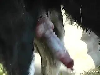 Horny blonde likes to feel the dog's big dick over her pussy