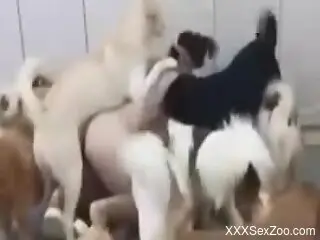 Furry dogs fuck this woman in a row and come on her naked forms