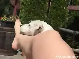 Dog licks woman's wet pussy and ass in outdoor zoophilia