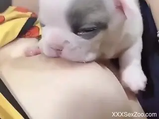 Small puppy makes woman moan when it licks her hard nipples