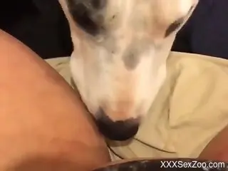 Tube8 Animal Sex