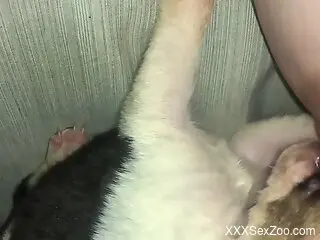 dog makes woman moan by licking her hard nipples in a sloppy m...