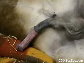 Clothed woman plays with the dog's hefty penis in amazing manners