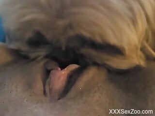 Small dog licks woman's wet pussy in extra sloppy modes