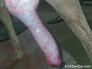 Appealing slut rubs the dog's dick in exceptional perversions