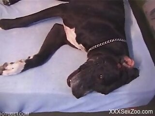 Sexy women share the restless compilation of dog porno