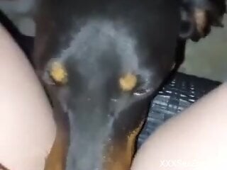 Fine woman with nice assets lets the dog lick her pussy