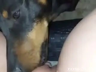 Fine woman with nice assets lets the dog lick her pussy