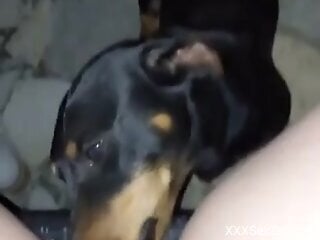 Fine woman with nice assets lets the dog lick her pussy