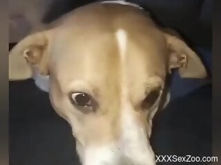 Tattooed housewife loves having zoo sex at home