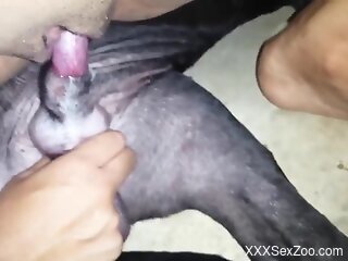Hot cock-riding during kinky bestiality scene