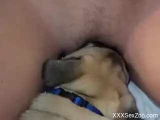 Insolent woman loves it when her curious dog licks her pussy