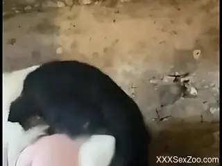 Dog humps woman from behind until she reaches the best orgasm