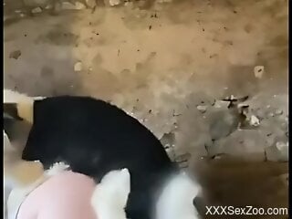 Dog humps woman from behind until she reaches the best orgasm