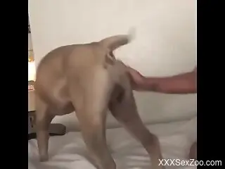 Curious cam girl plays with her dog's dick in sexy ways