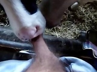HQ Animal Porn