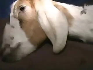 Free bestiality and zoophilia porn