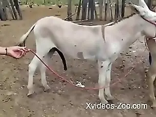 Animal porn and bestiality