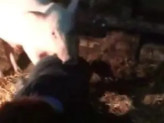 Animal Sex