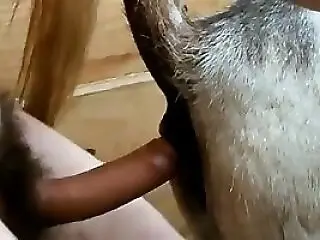 Animal Porn