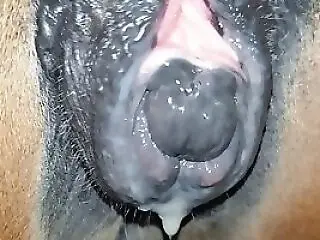 Animal Porn