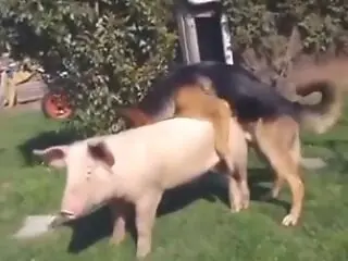 Animal porn and bestiality