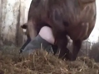 Dog sex