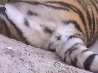 Animal Sex Site