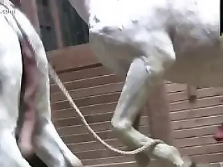 Animal Sex Porn Tube
