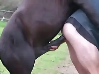 Animal Zoo Sex