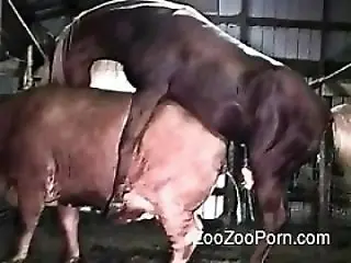 XXX Zoo video