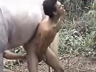 Animal Porn