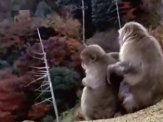 Zooporn Video