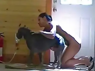 Zoophilia porn and animal sex