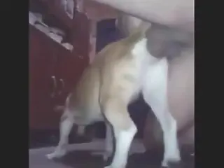 XXX bestiality zoo porn