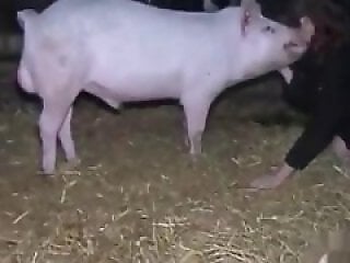 Free bestiality and zoophilia porn