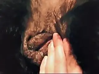 Zoo porn and zoo sex video