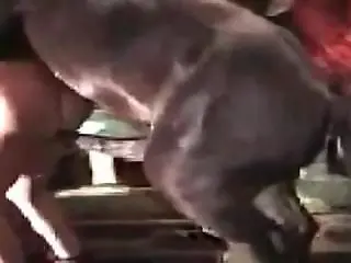 Animal Fuck