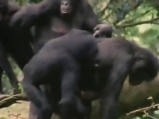 ZOO Porn and bestiality tube