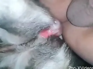 Animal porn and bestiality