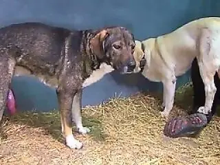 Zoo Zoo Sex Porn