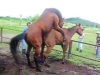 Horses Porn