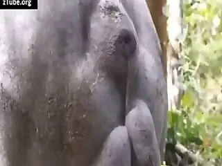 Free bestiality and zoophilia porn