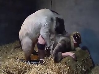 ZOO Porn and bestiality tube
