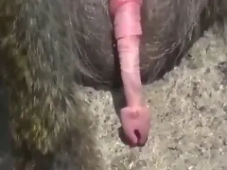 Girls animal sex