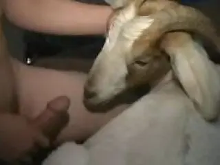 Zoo porn and zoo sex video